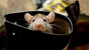 Preview wallpaper rat, hamster, rodent, ears, climb