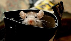 Preview wallpaper rat, hamster, rodent, ears, climb