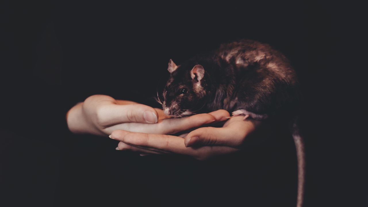 Wallpaper rat, hands, pet