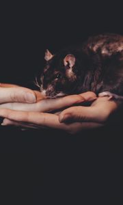 Preview wallpaper rat, hands, pet