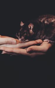 Preview wallpaper rat, hands, pet