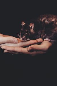 Preview wallpaper rat, hands, pet