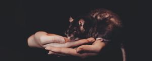 Preview wallpaper rat, hands, pet