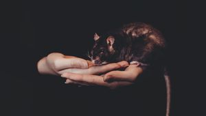 Preview wallpaper rat, hands, pet