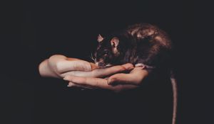 Preview wallpaper rat, hands, pet