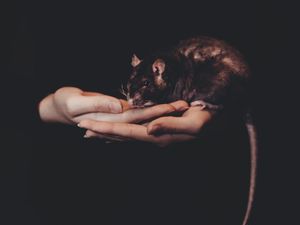 Preview wallpaper rat, hands, pet