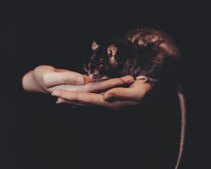 Preview wallpaper rat, hands, pet