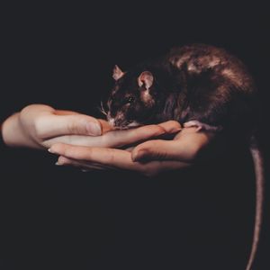 Preview wallpaper rat, hands, pet