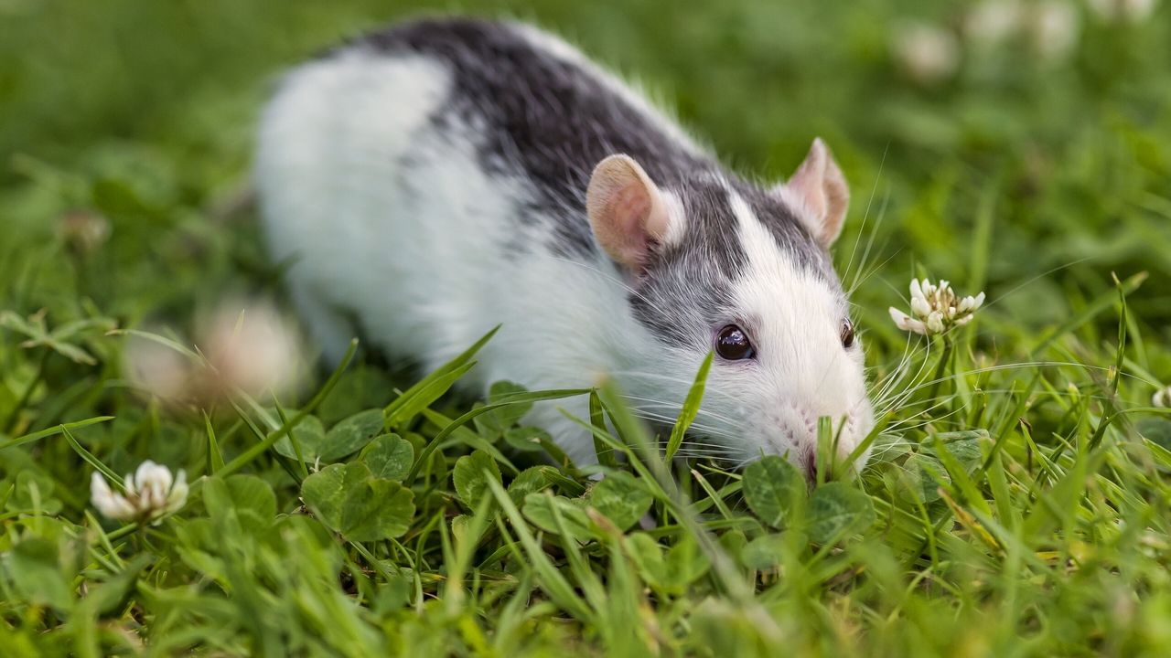 Wallpaper rat, rodent, eyes, grass, clover