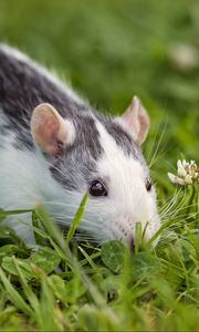 Preview wallpaper rat, rodent, eyes, grass, clover