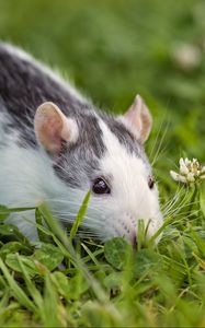 Preview wallpaper rat, rodent, eyes, grass, clover