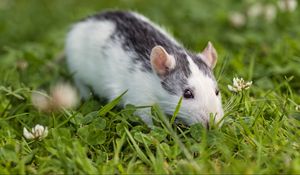 Preview wallpaper rat, rodent, eyes, grass, clover