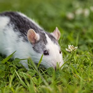 Preview wallpaper rat, rodent, eyes, grass, clover