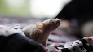 Preview wallpaper rat, shadow, rodent, climb