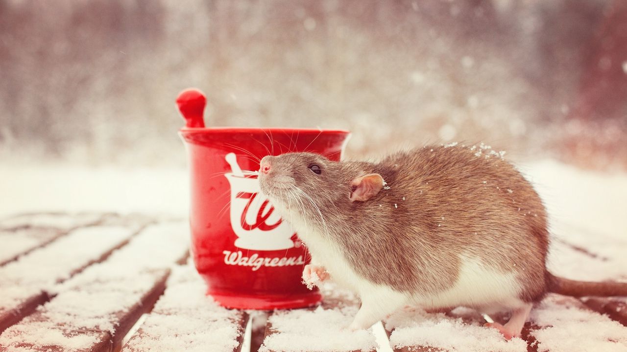 Wallpaper rat, snow, mortar, rodent