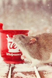 Preview wallpaper rat, snow, mortar, rodent