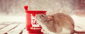 Preview wallpaper rat, snow, mortar, rodent
