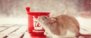 Preview wallpaper rat, snow, mortar, rodent