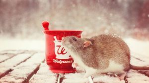 Preview wallpaper rat, snow, mortar, rodent