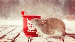 Preview wallpaper rat, snow, mortar, rodent