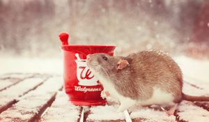 Preview wallpaper rat, snow, mortar, rodent