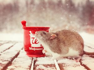 Preview wallpaper rat, snow, mortar, rodent