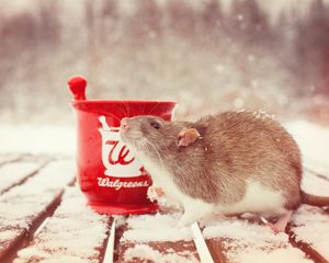 Preview wallpaper rat, snow, mortar, rodent