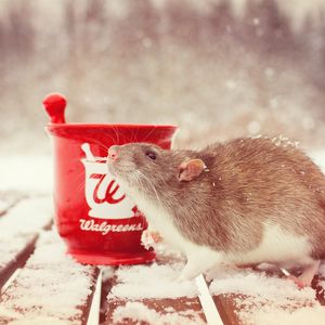 Cute Rat Images – Browse 234,403 Stock Photos, Vectors, and Video | Adobe  Stock