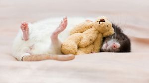 Preview wallpaper rat, toy, dream, rodent