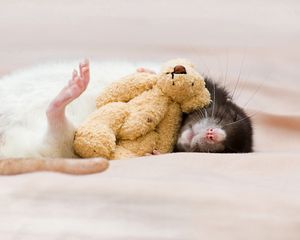 Preview wallpaper rat, toy, dream, rodent