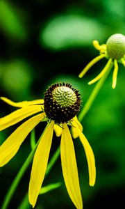 Preview wallpaper ratibida, flower, petals, yellow, green, blur