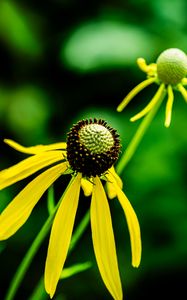 Preview wallpaper ratibida, flower, petals, yellow, green, blur