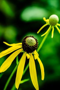 Preview wallpaper ratibida, flower, petals, yellow, green, blur