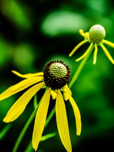 Preview wallpaper ratibida, flower, petals, yellow, green, blur