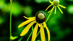 Preview wallpaper ratibida, flower, petals, yellow, green, blur