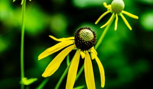 Preview wallpaper ratibida, flower, petals, yellow, green, blur