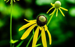 Preview wallpaper ratibida, flower, petals, yellow, green, blur