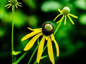 Preview wallpaper ratibida, flower, petals, yellow, green, blur