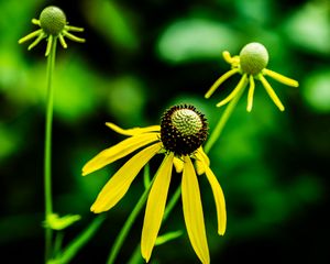 Preview wallpaper ratibida, flower, petals, yellow, green, blur