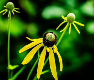 Preview wallpaper ratibida, flower, petals, yellow, green, blur