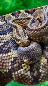 Preview wallpaper rattlesnake, snake, scales