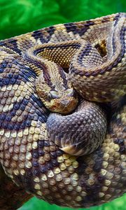 Preview wallpaper rattlesnake, snake, scales