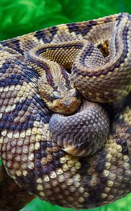 Preview wallpaper rattlesnake, snake, scales