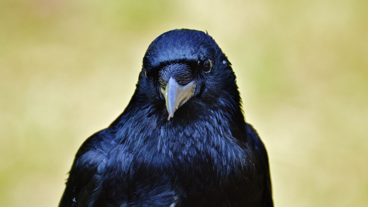 Wallpaper raven, bird, beak