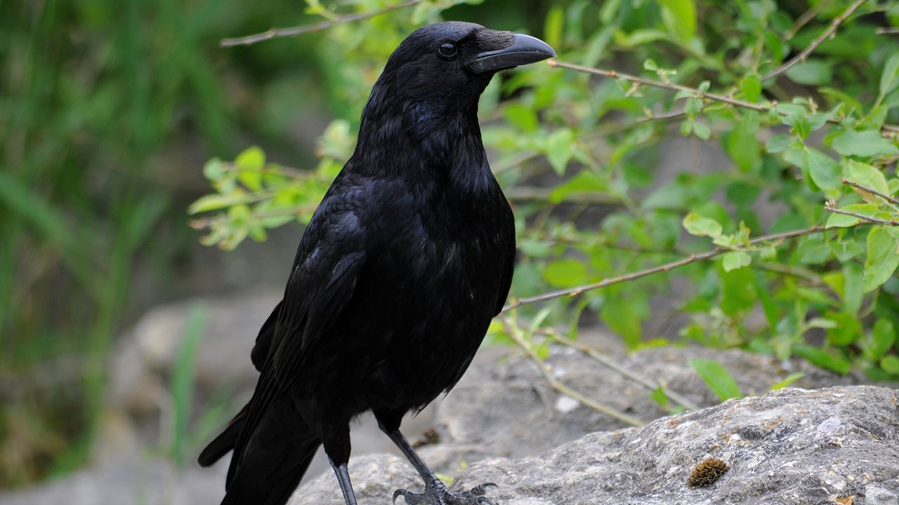 Wallpaper raven, bird, beak, wildlife