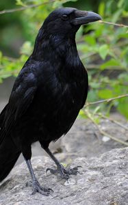 Preview wallpaper raven, bird, beak, wildlife