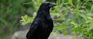 Preview wallpaper raven, bird, beak, wildlife