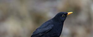 Preview wallpaper raven, bird, beak