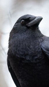 Preview wallpaper raven, bird, beak, wildlife, black