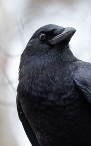 Preview wallpaper raven, bird, beak, wildlife, black